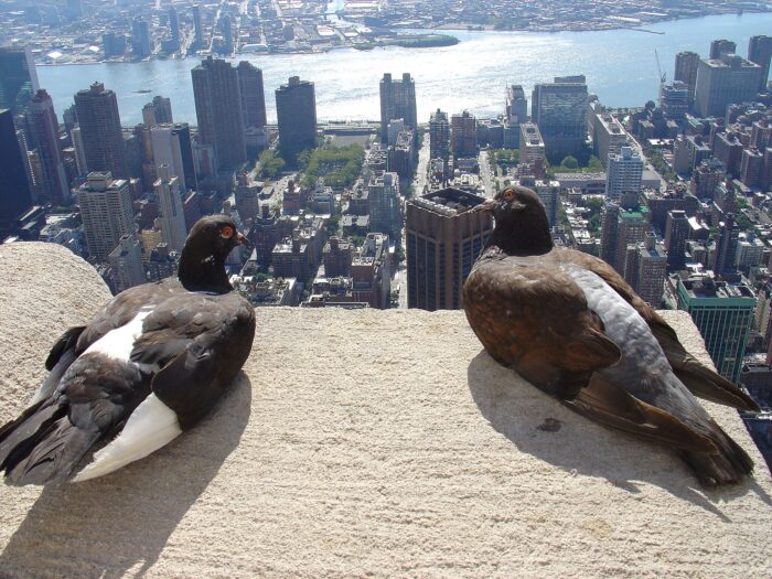 Zweit Tauben auf dem Empire State Bulding, davor die Skyline von Manhattan.