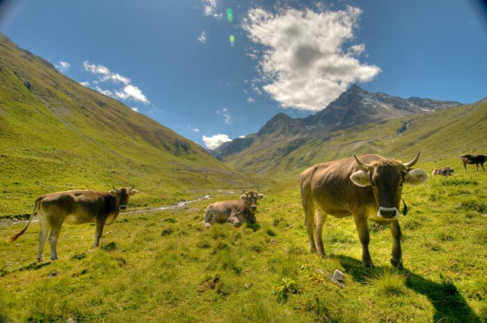 Mehrere Kühe in Berglandschaft, eine davon in die Kamera schauend.