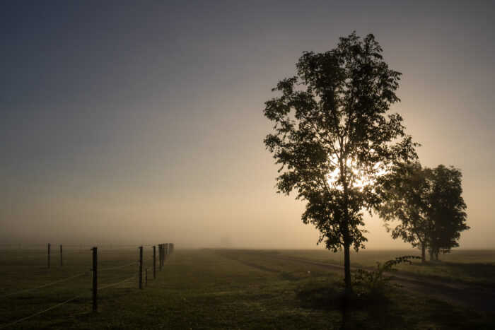 Neblige Wiese bei Sonnenaufgang. Zwei Bäume stehen darauf. Rechts im Bild stehen Zäune.